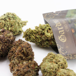 Pack Découverte Fleurs CBD