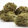 Brain Wash - CBD