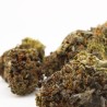 Gas Face - CBD