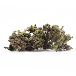 Fleur CBD Purple Panther Small Bud – Abricot, lavande | Gardenz