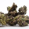 Fleur CBD Purple Panther Small Bud – Abricot, lavande | Gardenz