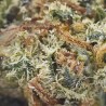 Fleur Paris OG H3 – Pin, eucalyptus, kush, indoor | Gardenz