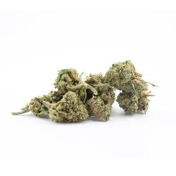 Sapphyre Kush - small buds