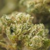 Sapphyre Kush - small buds