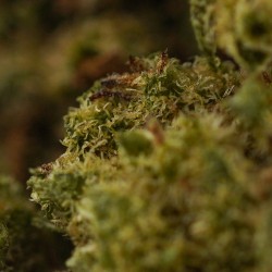 Orange organic - Small buds