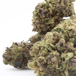 Purple runtz CBD