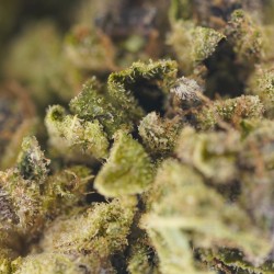 Purple runtz CBD