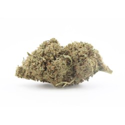 Harley Quinn - CBD