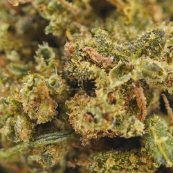 Harley Quinn - CBD