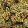 Harley Quinn - CBD