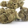 Harley Quinn - CBD