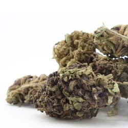 Black Purple - CBD
