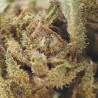 Black Purple - CBD