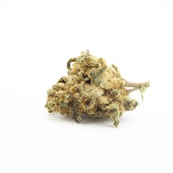 Gorilla Kush - small buds