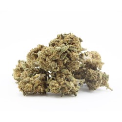 Gorilla Kush - small buds