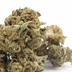 Gorilla Kush - small buds