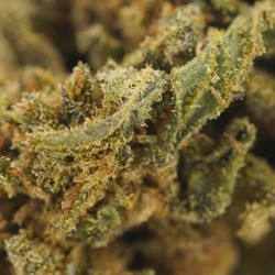 Gorilla Kush - small buds