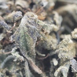 Fleur CBD Strawberry Kush outdoor France bio | Gardenz