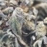 Fleur CBD Strawberry Kush outdoor France bio | Gardenz