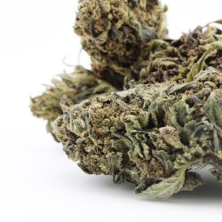 Fleur CBD Strawberry Kush outdoor France bio | Gardenz