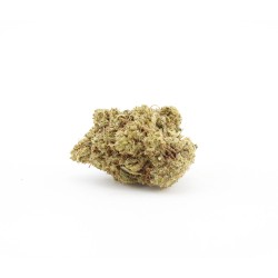 Devil OG - Small buds