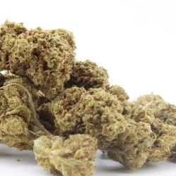 Devil OG - Small buds