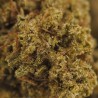 Devil OG - Small buds