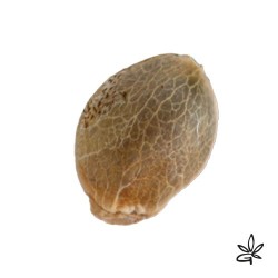 Graine CBD Frencheese X3 - Gardenz CBD Shop