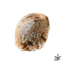 Graines CBD Auto Douce nuit X5 - Gardenz CBD Shop