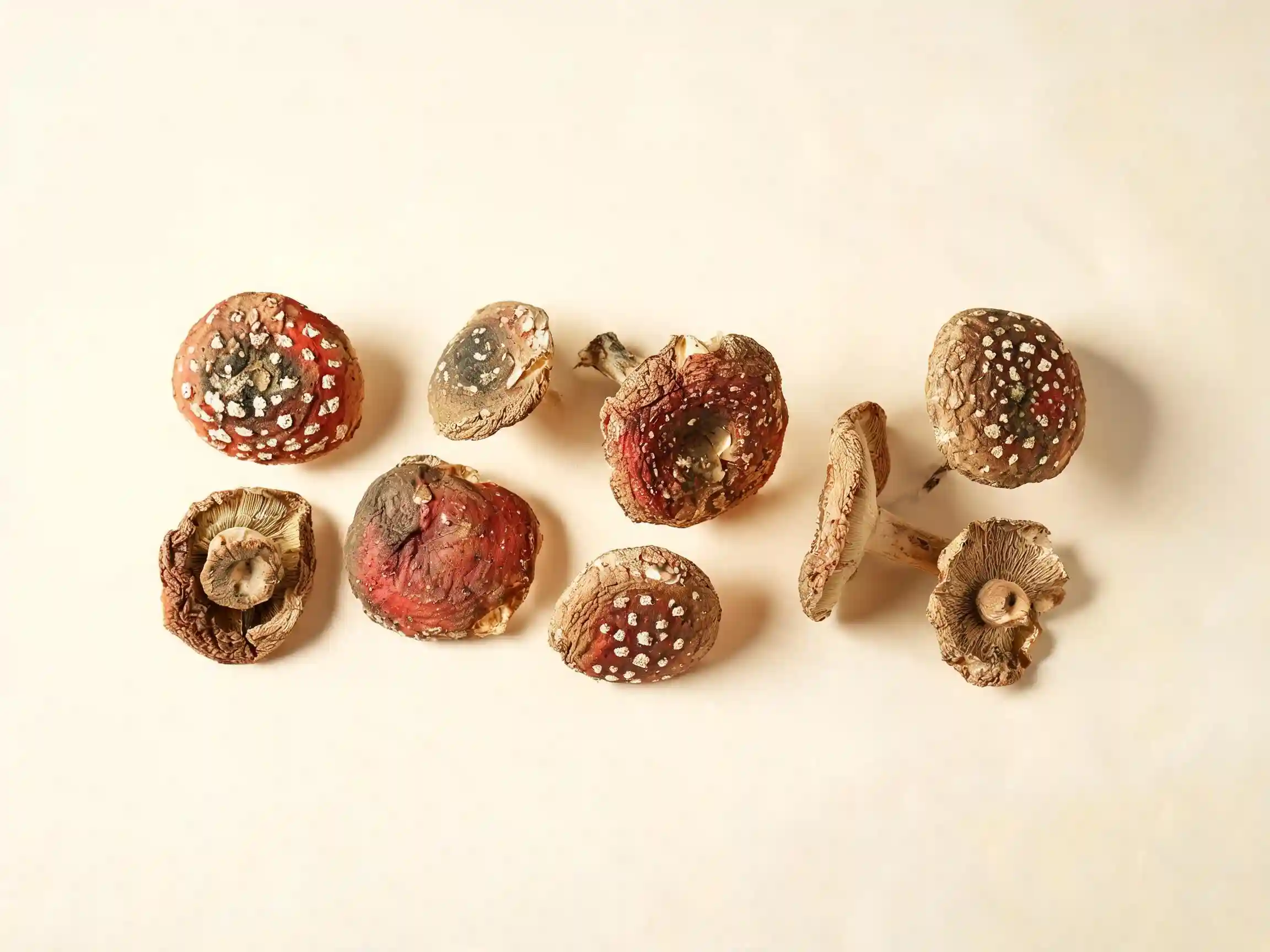 Amanite tue-mouches Amanita muscaria source de muscimol