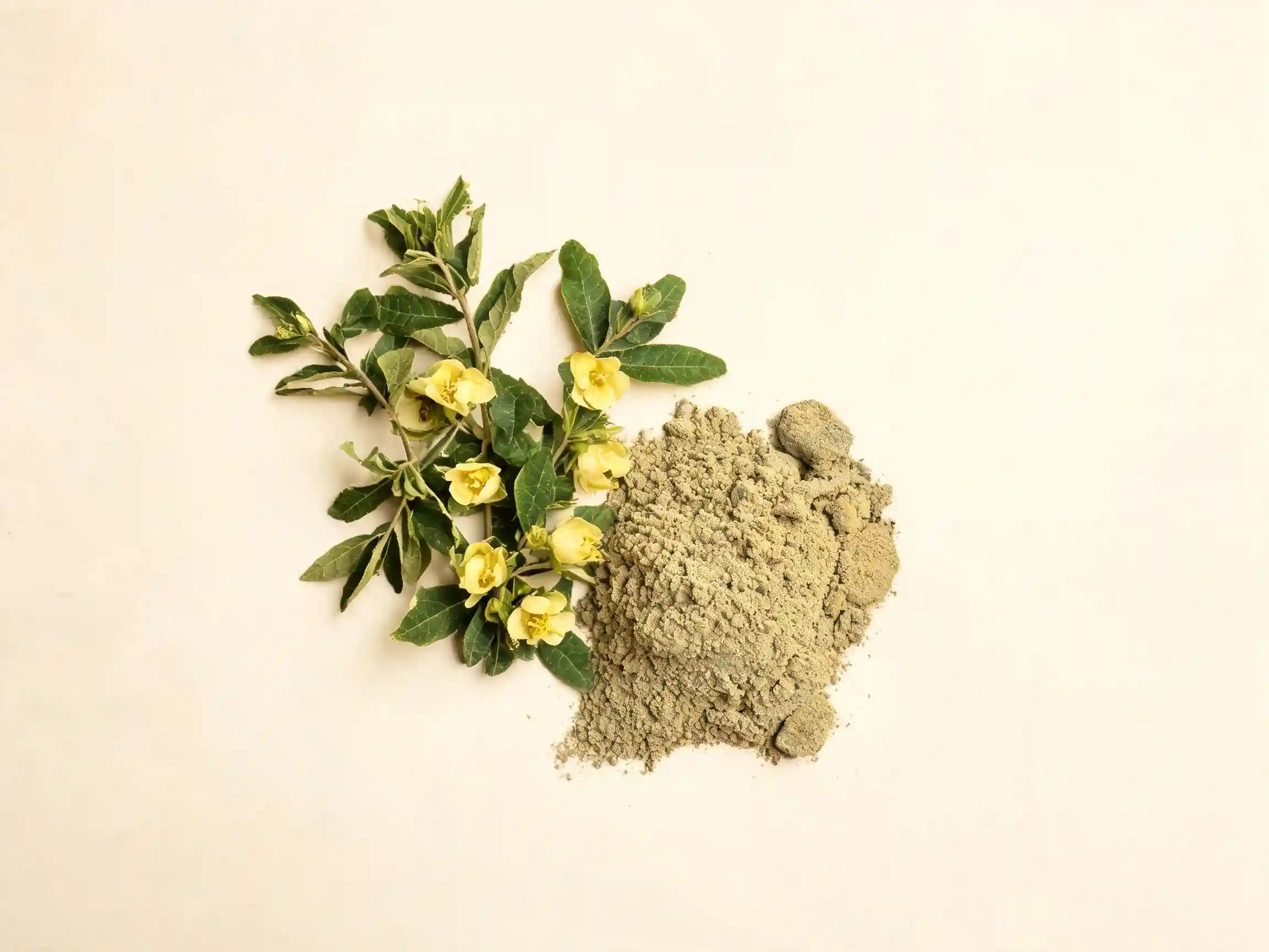 Feuilles de damiana Turnera diffusa séchées
