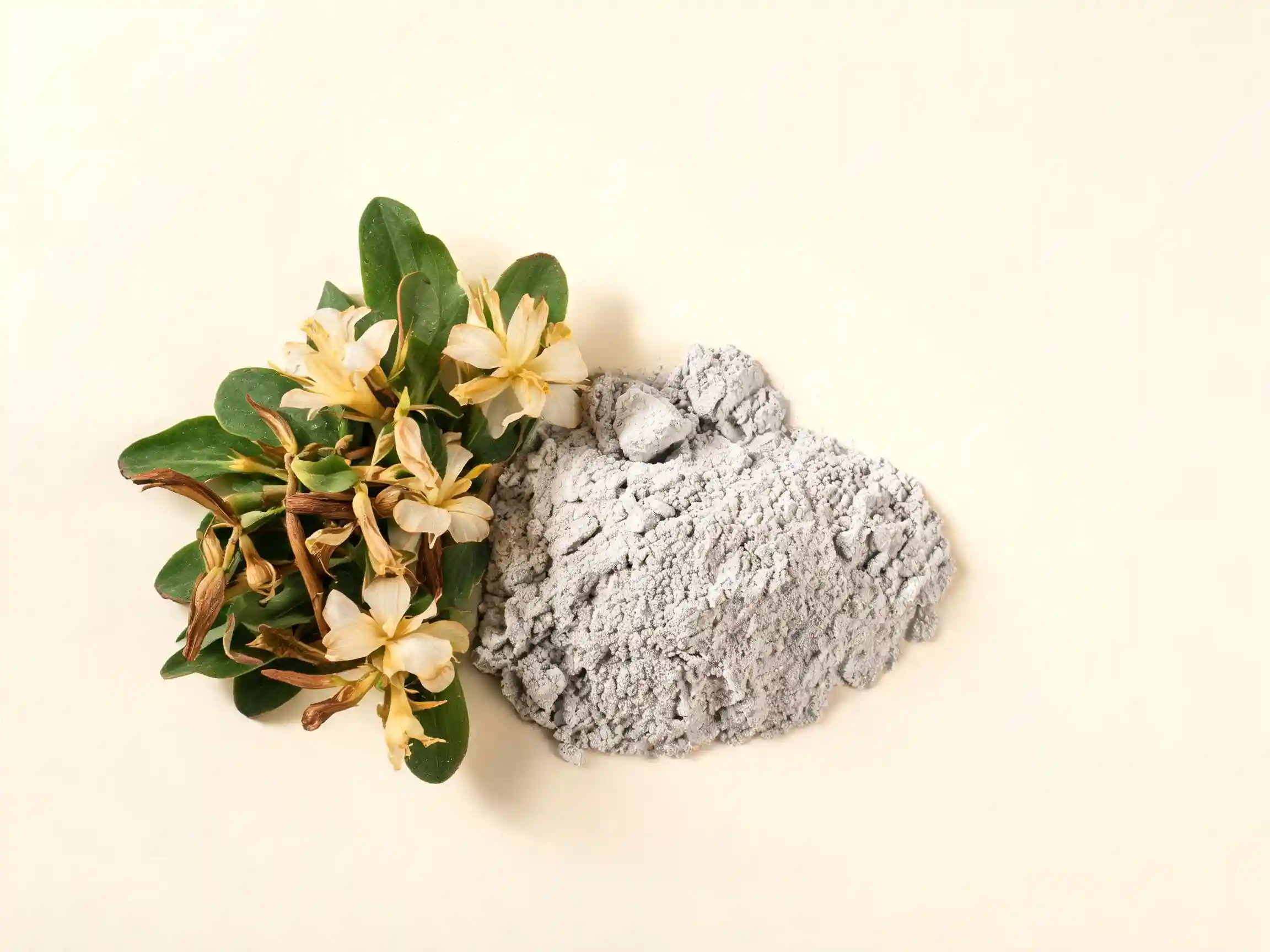 Kanna Sceletium tortuosum plante succulente séchée