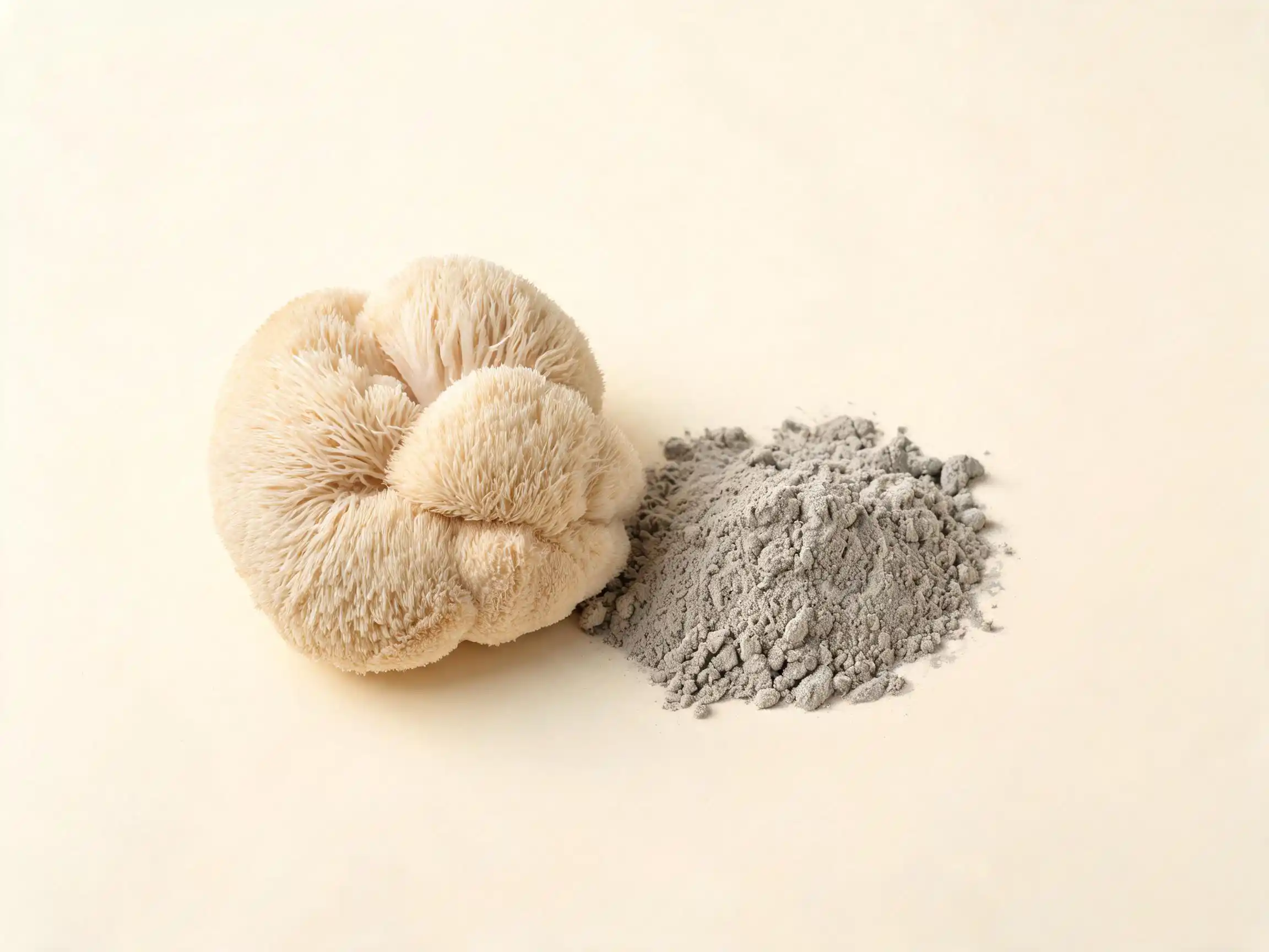 Champignon lion's mane Hericium erinaceus