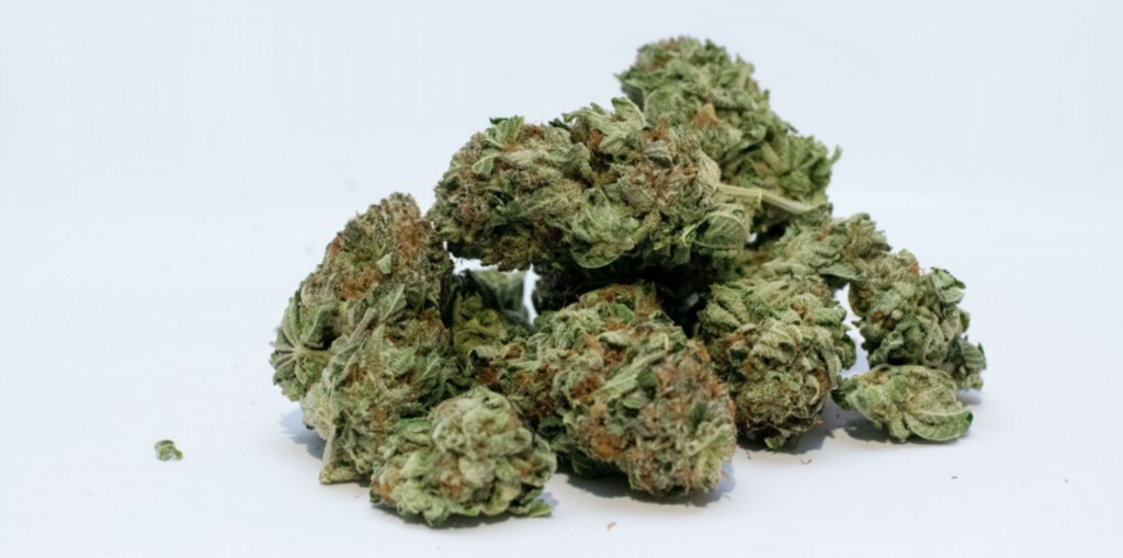 Sativa ou Indica, quelles fleurs de CBD choisir ?