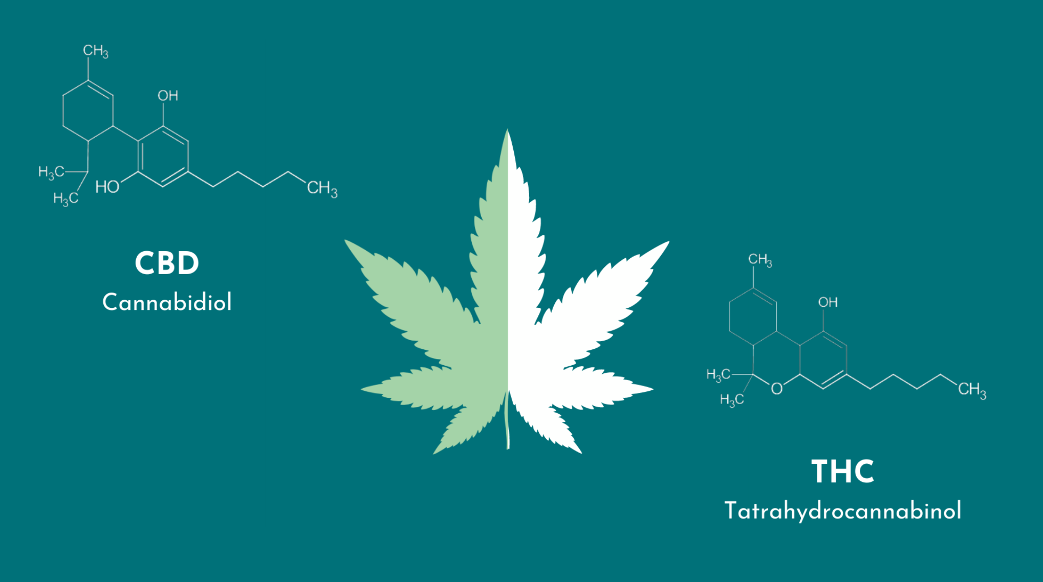 CBD et THC, comprendre la différence