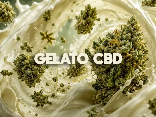 Gelato CBD : goût, origine, effets et prix (2026)