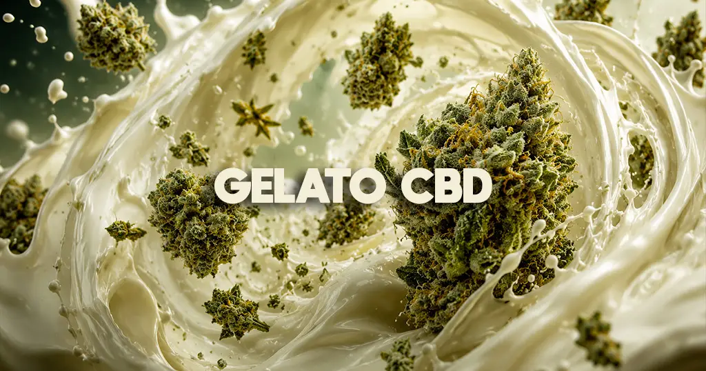 Fleur de Gelato CBD aux reflets violacés, pistils orangés et trichomes givrés