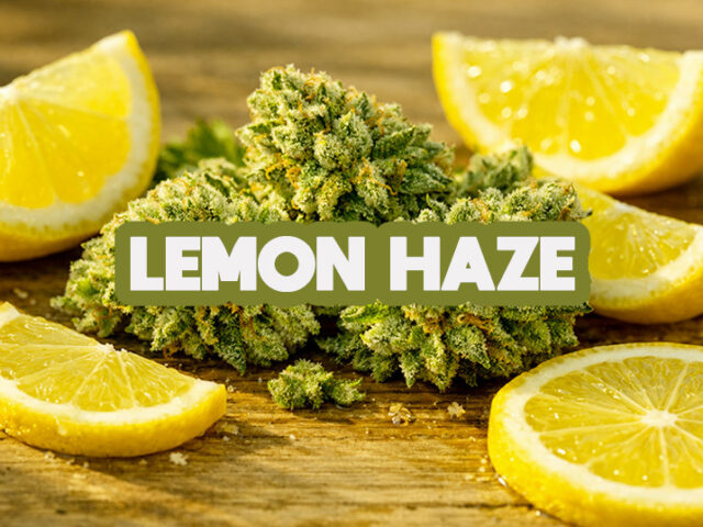 Super Lemon Haze : Une fleur d&rsquo;exception