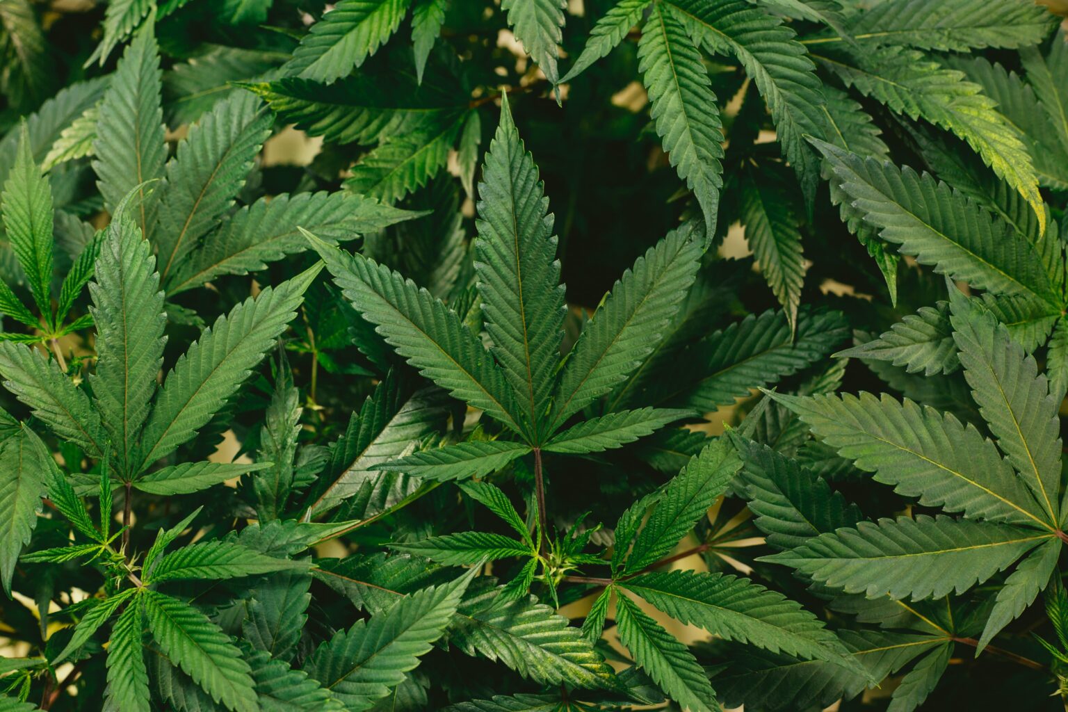 3x Filtré : la meilleure resine CBD ?