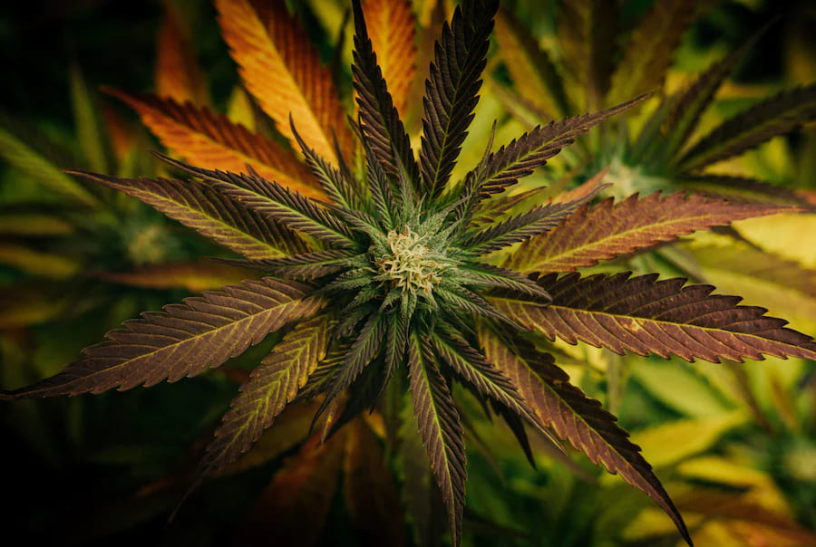 Comment devenir producteur de fleurs de CBD en France ? 