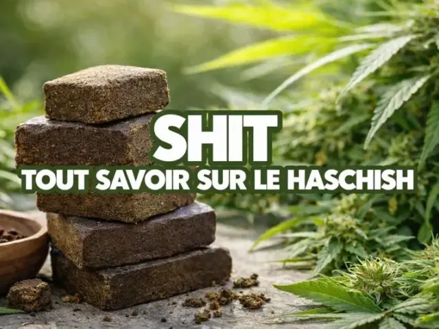 Shit : Tout savoir sur le haschich
