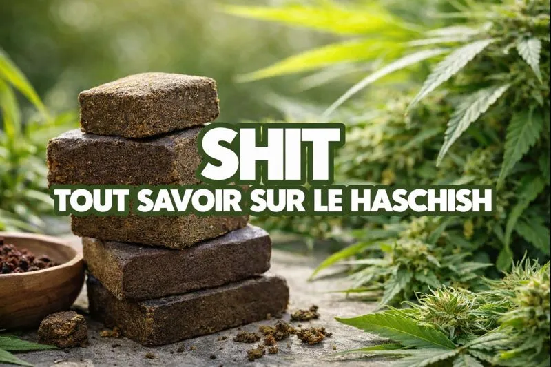 Shit tout savoir dessus