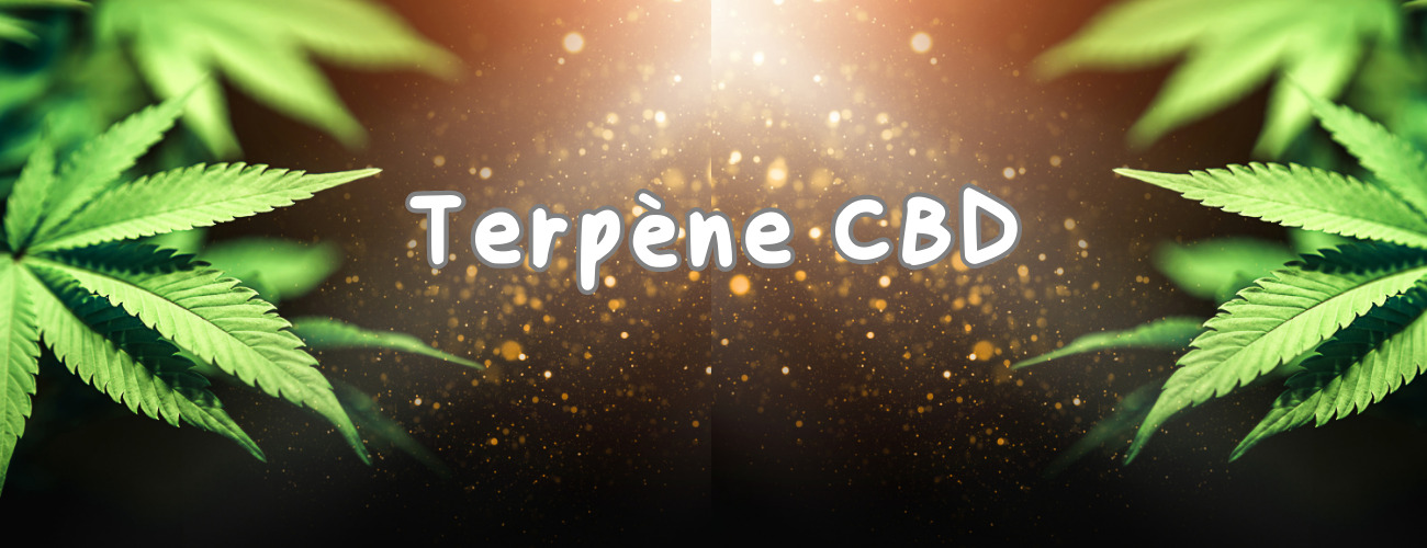 Terpènes CBD : l&rsquo;arôme du cannabis ?