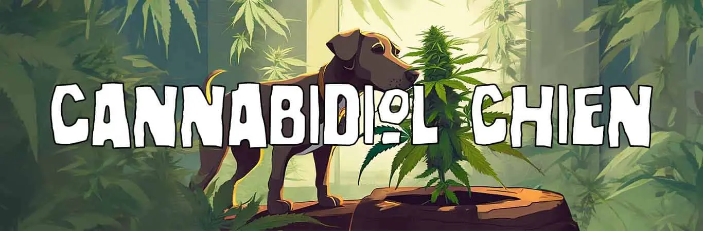 Cannabidiol pour chien : le CBD pour apaiser votre toutou