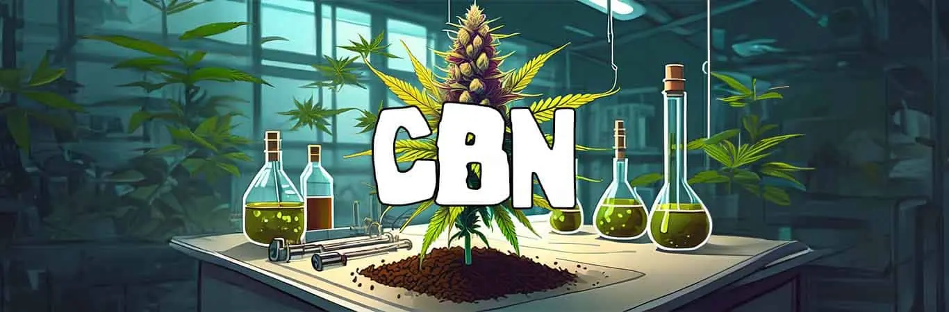 CBN cannabis : quelles sont les propriétés de ce cannabinoïde ?