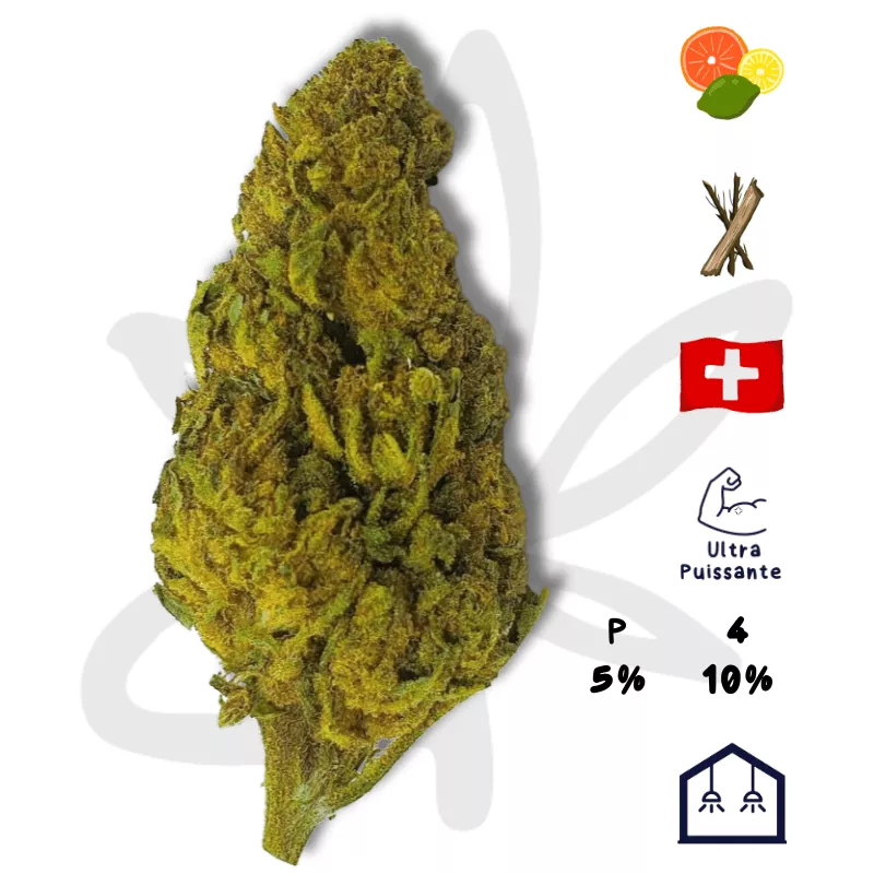 Cannabis H4CBD