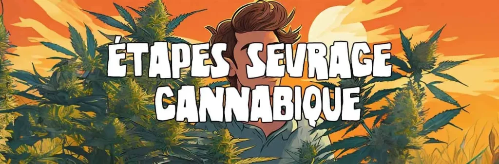 étapes sevrage cannabique