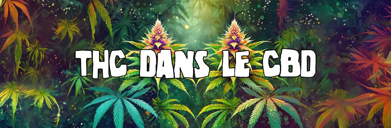 THC dans le CBD : Comparaison et différences dans les produits