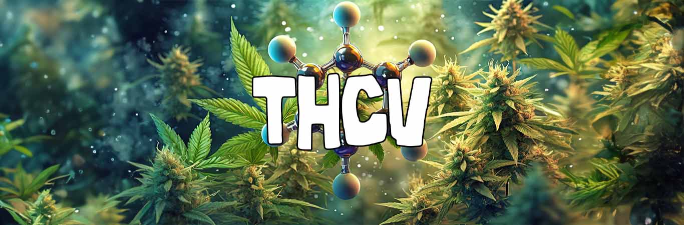 THCV en France : propriétés psychotropes et bienfaits