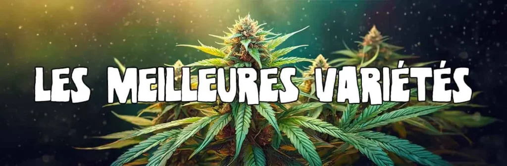 variétés cannabis